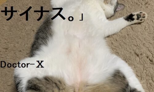 2019年12月1日   #癒し猫