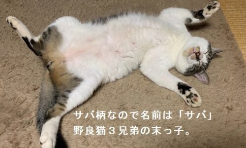 2019年11月24日   #癒し猫