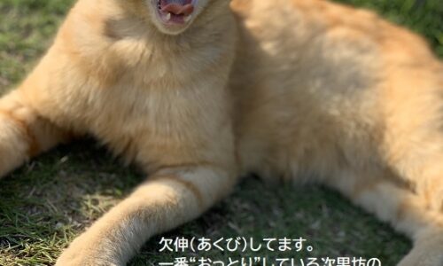 2019年11月26日   #癒し猫