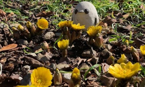 2021年2月5日  #福寿草