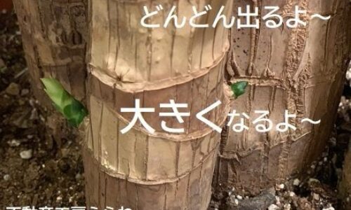 2019年10月12日   #必ず出る芽