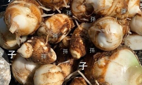 2019年10月23日   #土の中の2世帯家族 里芋
